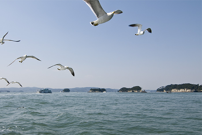 matsushima island and gulls